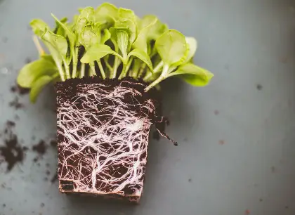 Une plante liée aux racines aura des effets néfastes sur votre plante.