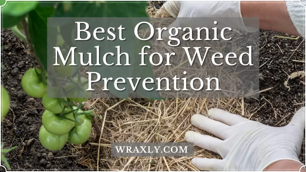 Pinakamahusay na organic mulch para sa pag-iwas sa damo