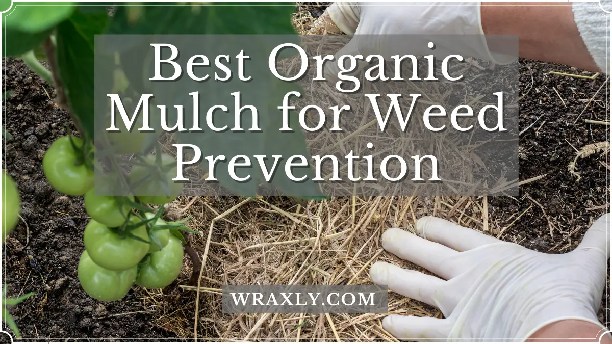 Melhor cobertura orgânica para prevenção de ervas daninhas