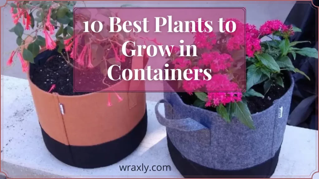10 meilleures plantes à cultiver dans des conteneurs