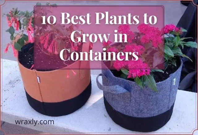 कंटेनरों में उगाने के लिए 10 सर्वश्रेष्ठ पौधे