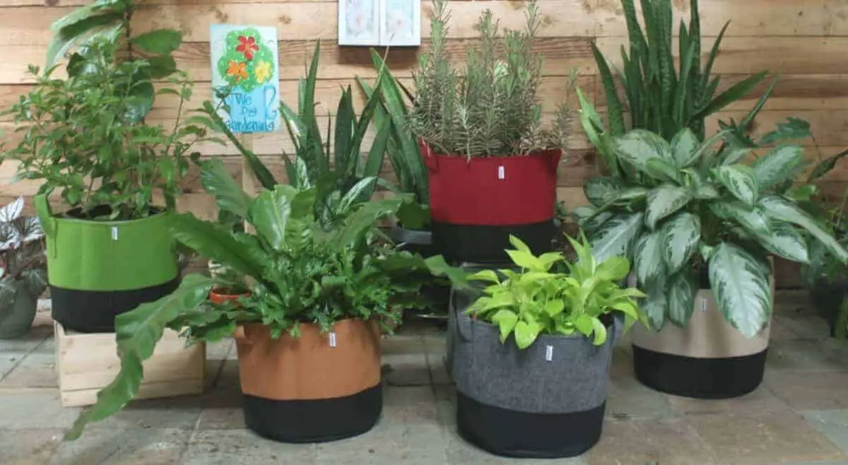 Fabric grow bags in a patio