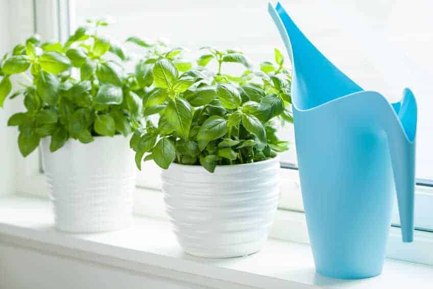 Pot basil for a fragrant touch, or plant it strategically between your veggies for natural fly and mosquito control."