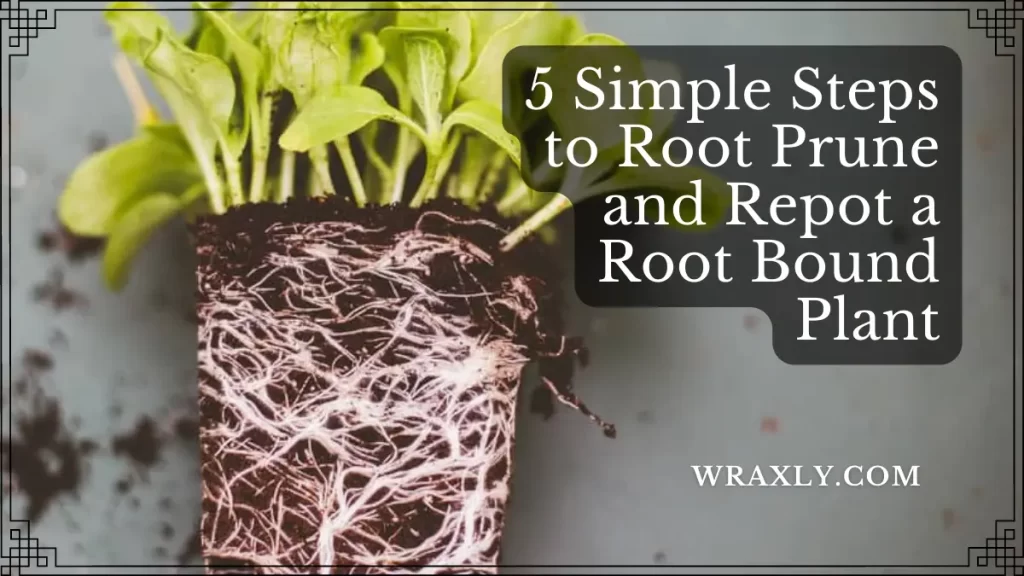 5 simple steps to root prune and repot a root bound plant