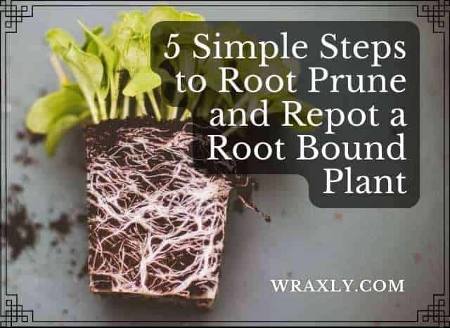 5 passos simples para podar e replantar uma planta ligada à raiz