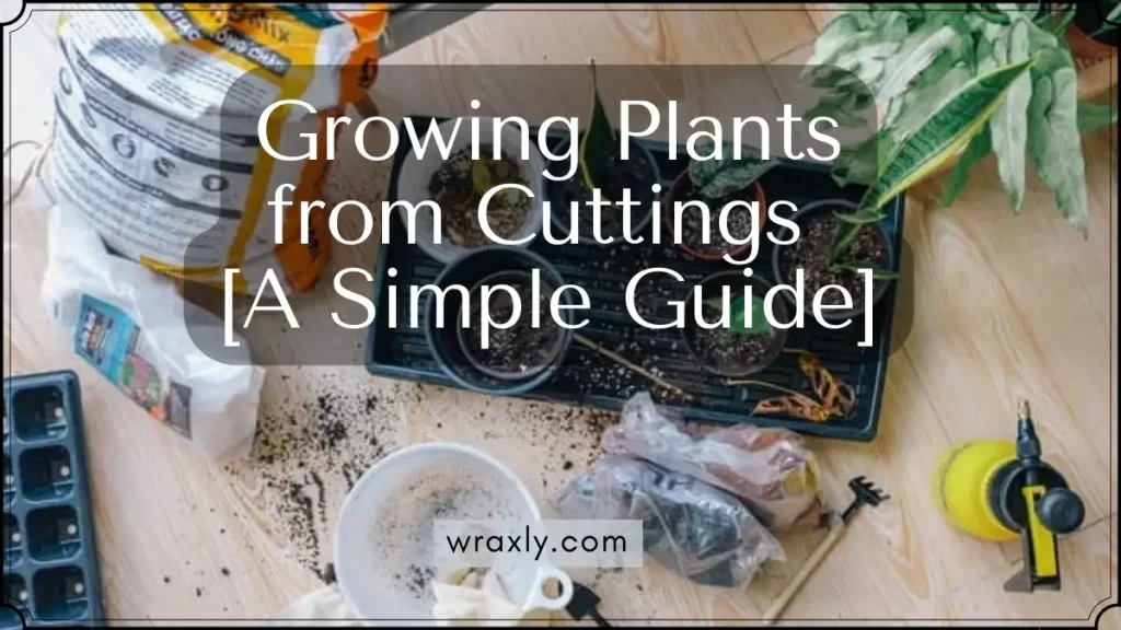 Cultiver des plantes à partir de boutures [Un guide simple]