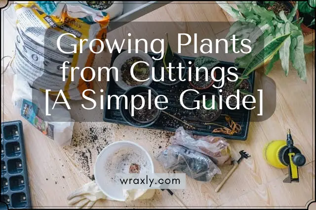 Growing Plants from Cuttings [A Simple Guide]
