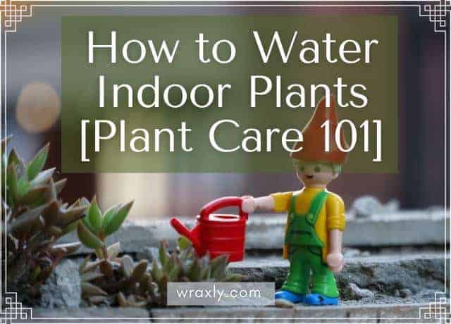 इनडोर पौधों को पानी कैसे दें [पौधों की देखभाल 101]