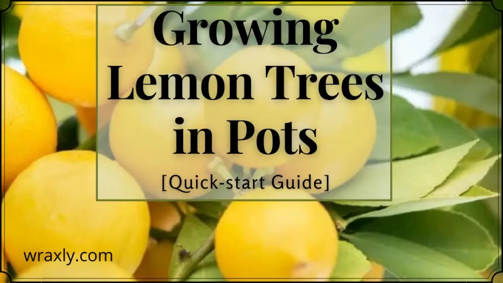 Crescere alberi di limoni in vaso