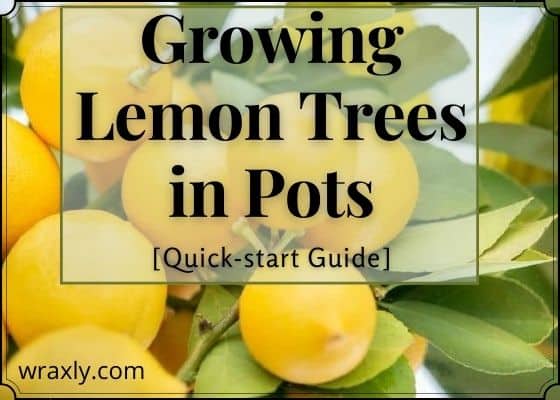 Cultivo de limoeiros em vasos