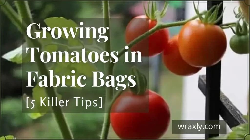 Anbau von Tomaten in Stoffbeuteln