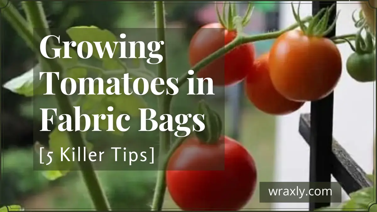 Cultivo de tomates em sacos de tecido