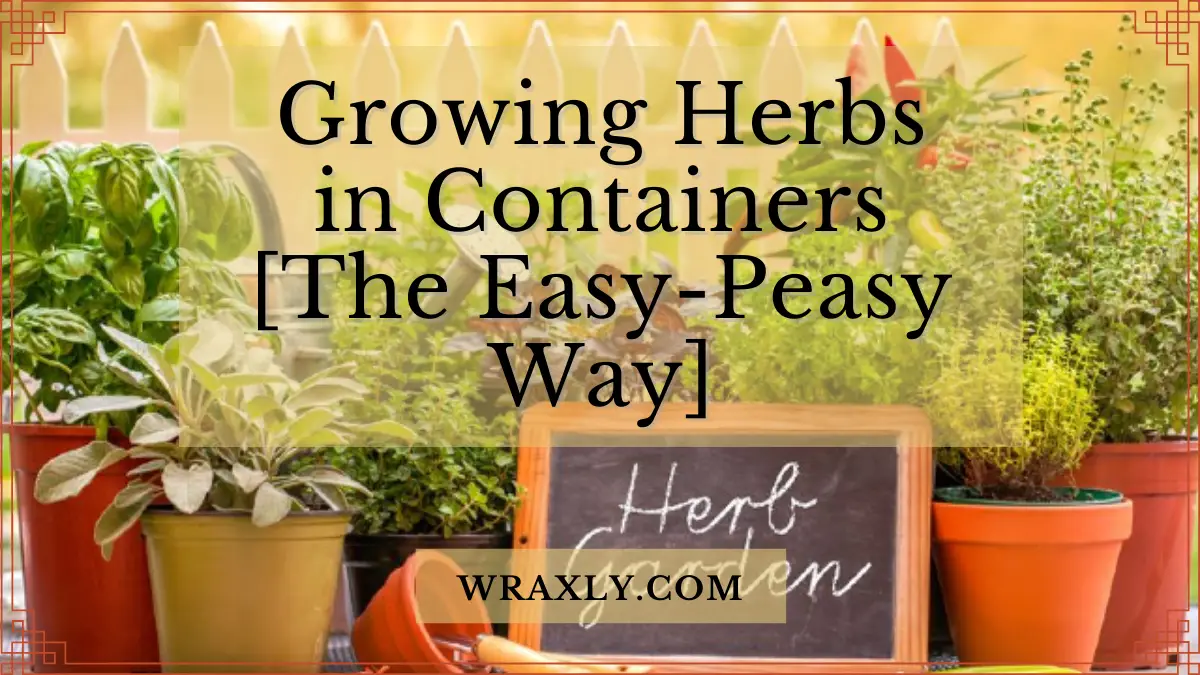 Growing herbs in containers [The easy-peasy way]