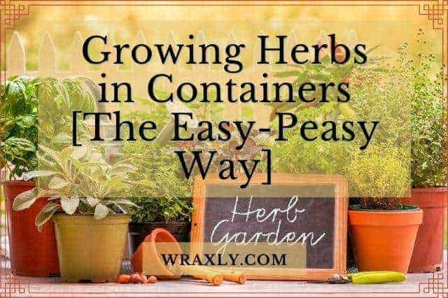 Growing herbs in containers [The easy-peasy way]