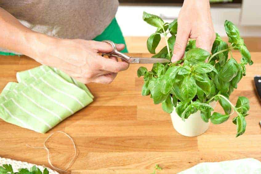 Harvest herbs often