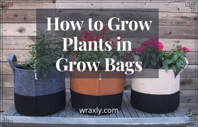 Cómo cultivar plantas en bolsas de cultivo