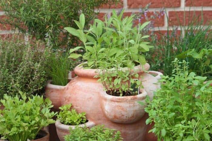 Growing Herbs In Containers The Easy Peasy Way Wraxly