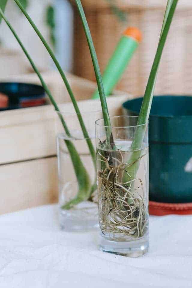 Pianta in acqua con radici sane.