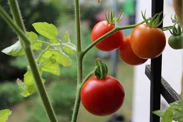 Growing Tomatoes In Fabric Bags 5 Killer Tips Wraxly