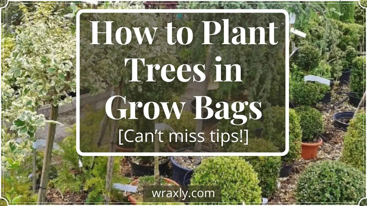How to Plant Trees in Grow Bags