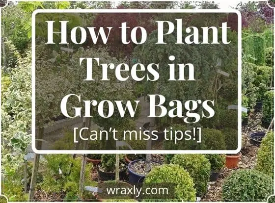 So pflanzen Sie Bäume in Pflanzbeuteln