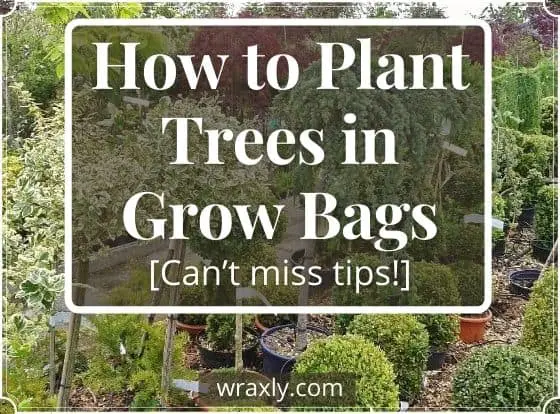 Come piantare alberi in Grow Bags