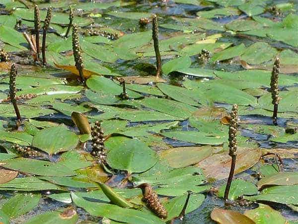 La alga americana (Potamogeton nodosus) es una planta de estanque sumergida.