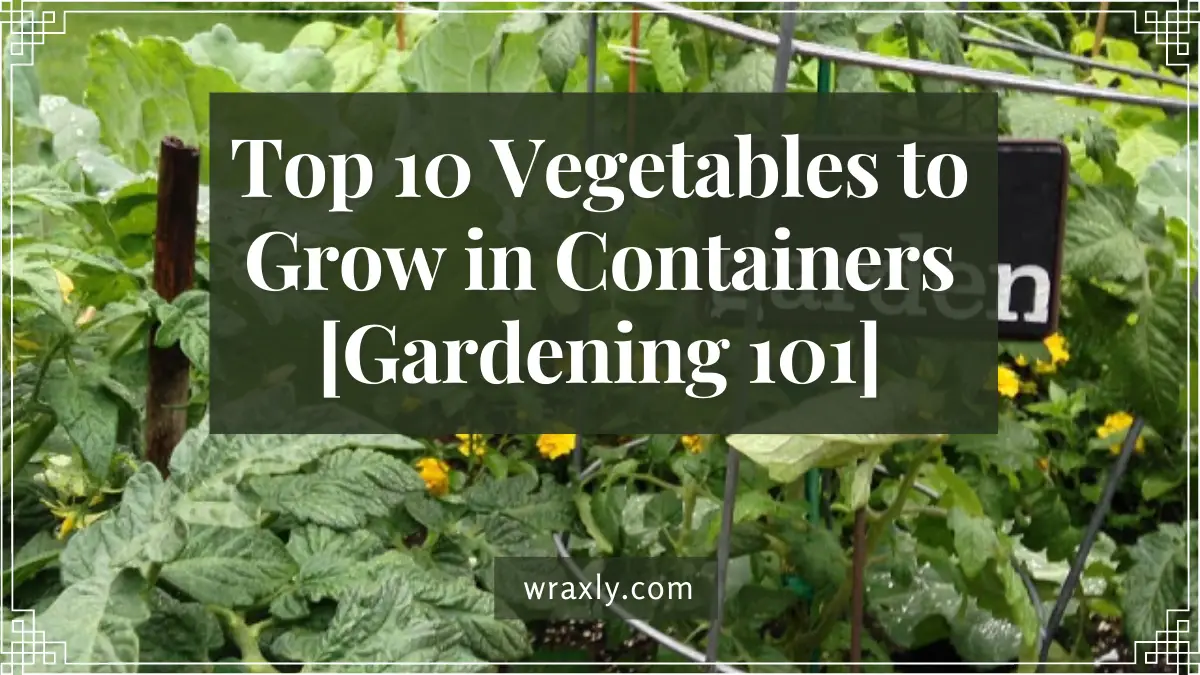 Top 10 Vegetables to Grow in Containers [Gardening 101]