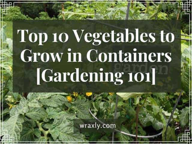 Top 10 des légumes à cultiver dans des conteneurs [Jardinage 101]