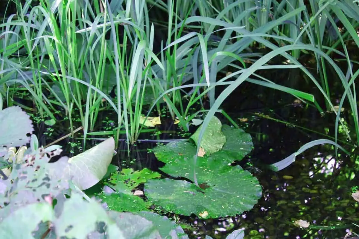 pond invisor plants