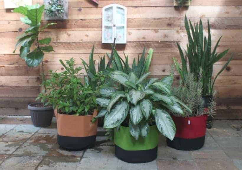 How To Use Fabric Pots For Container Gardening (Level 101) Wraxly