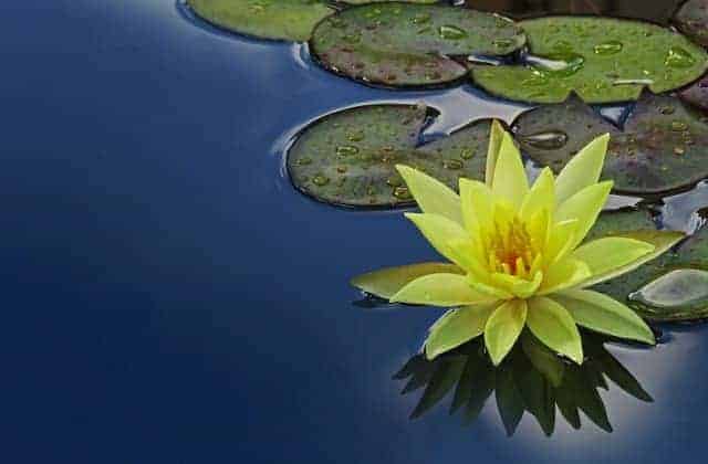 Every garden pond needs a yellow water lily. 