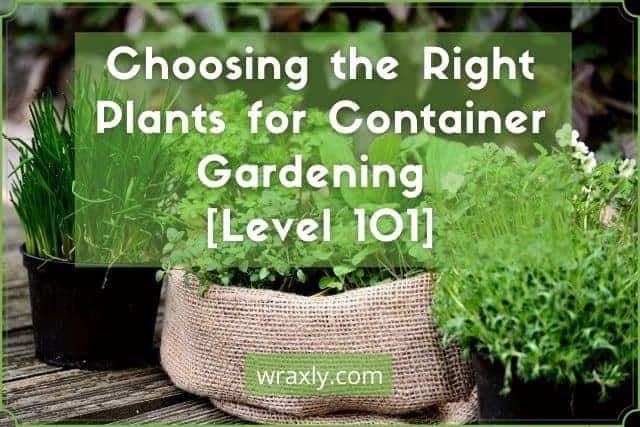 Choosing the Right Plants for Container Gardening [Level 101]