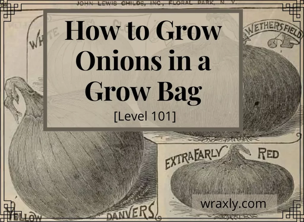 Cómo cultivar cebollas en una bolsa de cultivo [Nivel 101]