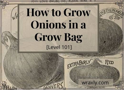 How to grow onions in a grow bag [Level 101]