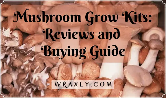 Mga Review at Gabay sa Pagbili ng Mushroom Grow Kits