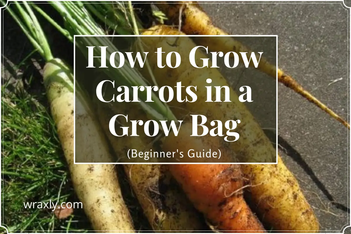 How to Grow Carrots in a Grow Bag