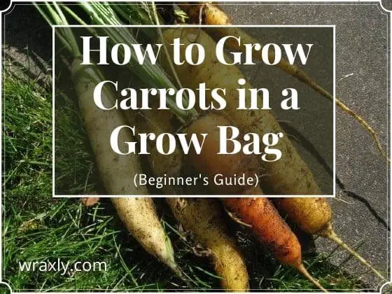 How to Grow Carrots in a Grow Bag