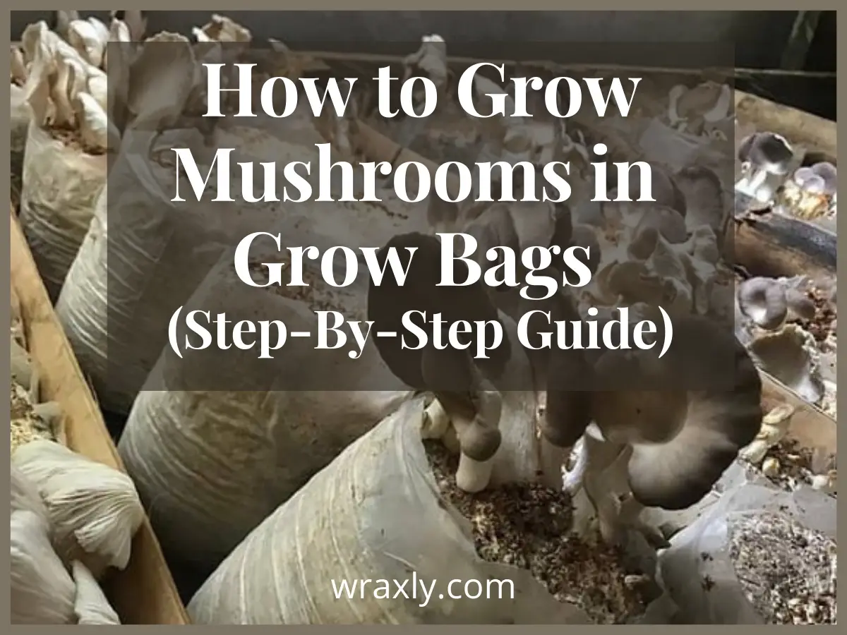 How to Grow Mushrooms in Grow Bags (Step-By-Step Guide)