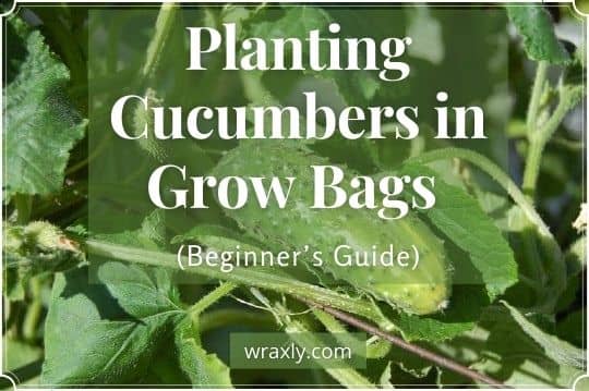 Planting cucumbers in grow bags (Beginner's guide)