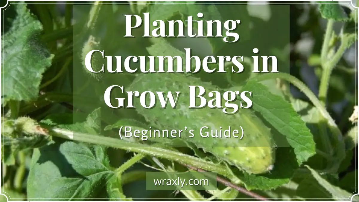 Planting Cucumbers in Grow Bags (Beginner’s Guide)