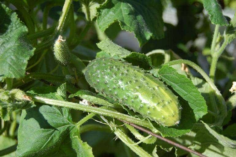 planting-cucumbers-in-grow-bags