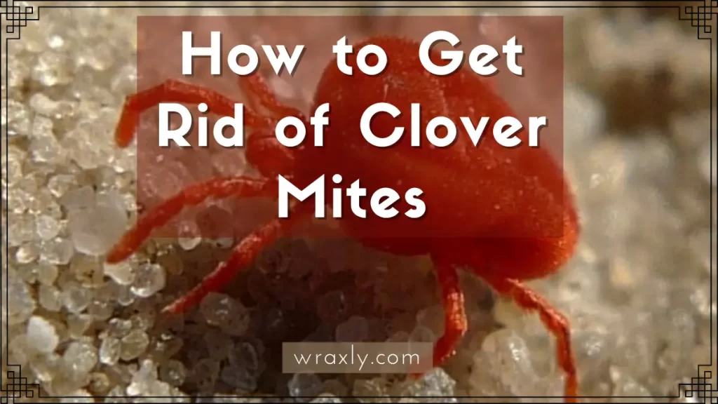How to Get Rid of Clover Mites