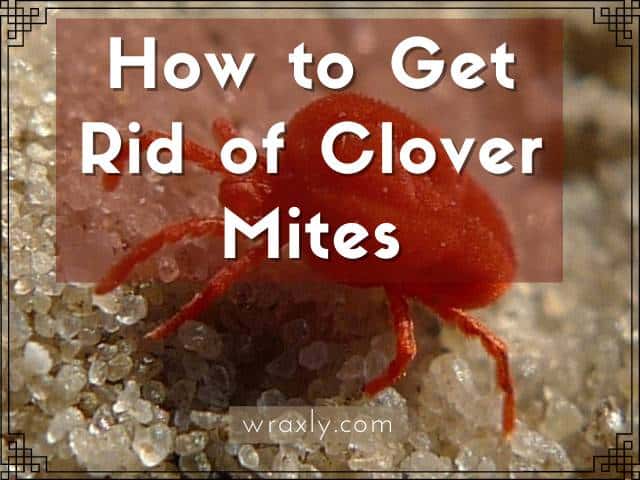 Paano Mapupuksa ang Clover Mites