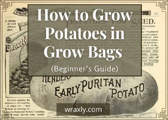 How to grow potatoes in grow bags (Beginner's guide)