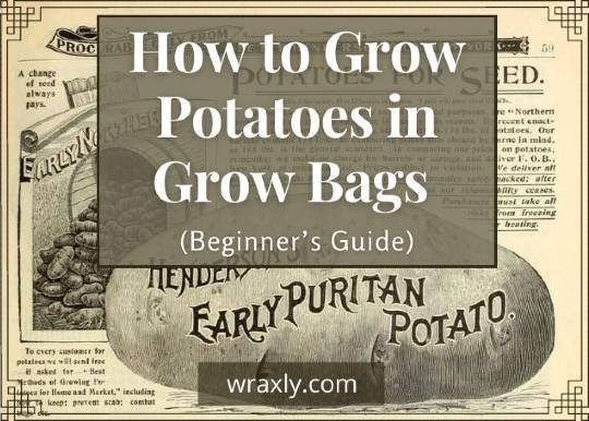 How to Grow Potatoes in Grow Bags (Beginners Guide)