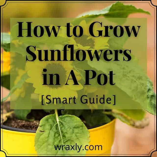 How to Grow Sunflowers in A Pot