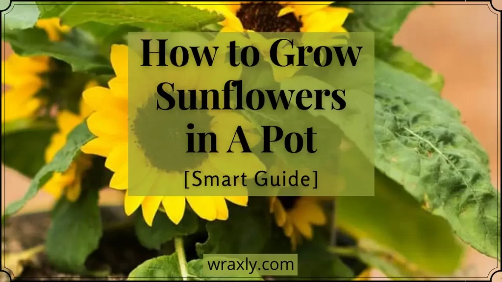 Comment faire pousser des tournesols dans un pot
