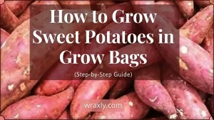 Como cultivar batata doce em sacos de cultivo