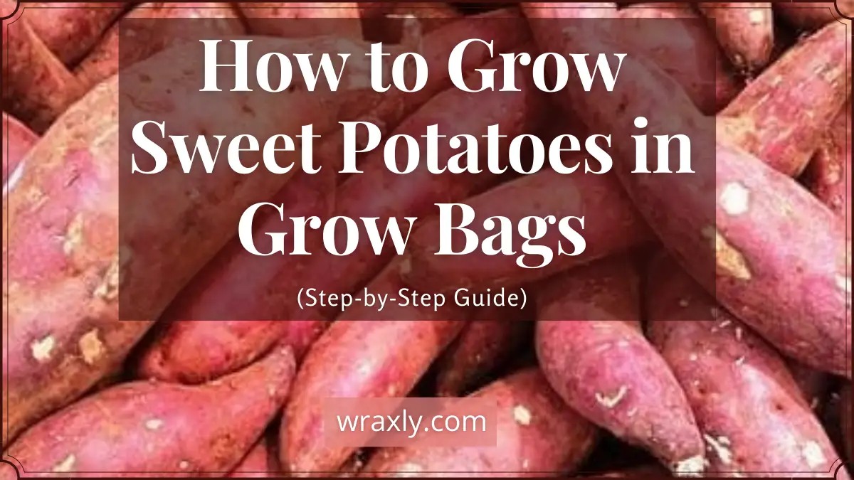 How to Grow Sweet Potatoes in Grow Bags